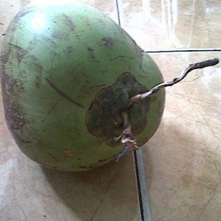 Kelapa muda
