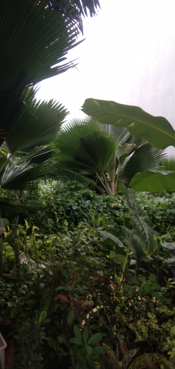 jual pohon philodendron