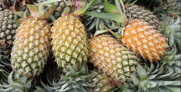 Dijual NANAS MADU untuk area kalimantan dan sulawesi