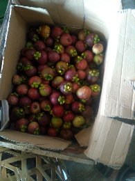 Buah manggis Bogor