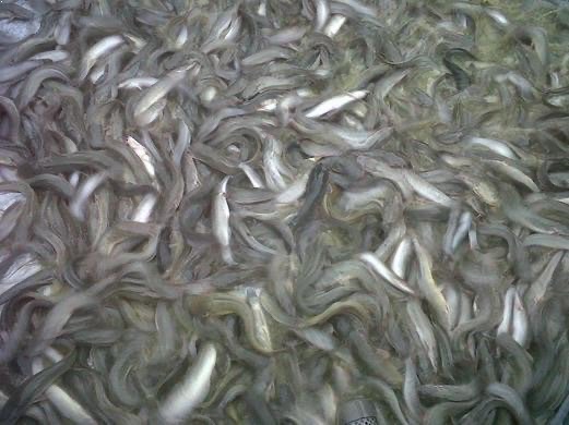 Jual Bibit Ikan Lele