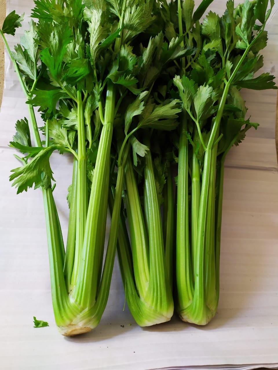 Seledri ( Celery) Stick Lokal
