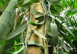 bibit vanili