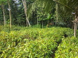 Pohon durian
