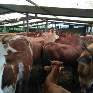 Dijual Peternakan Sapi Potong di Sukabumi
