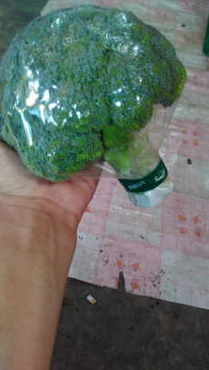 menjual berbagai jenis sayuran