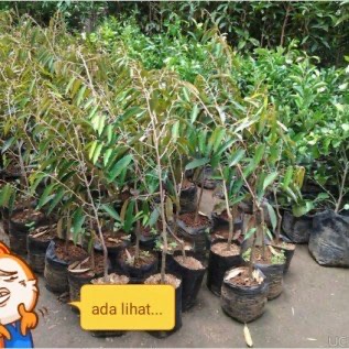 jual bibit DURIAN NON BIJI