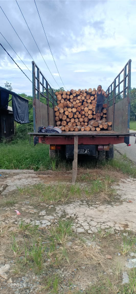 penyuplai balsa dari kaltim