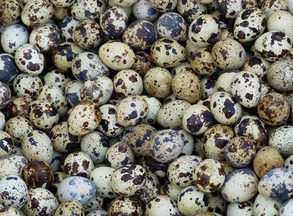 Menjual Telur Puyuh Langsung Dari Kandang