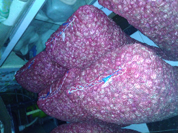 Bawang merah
