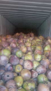 cari kelapa glondongan