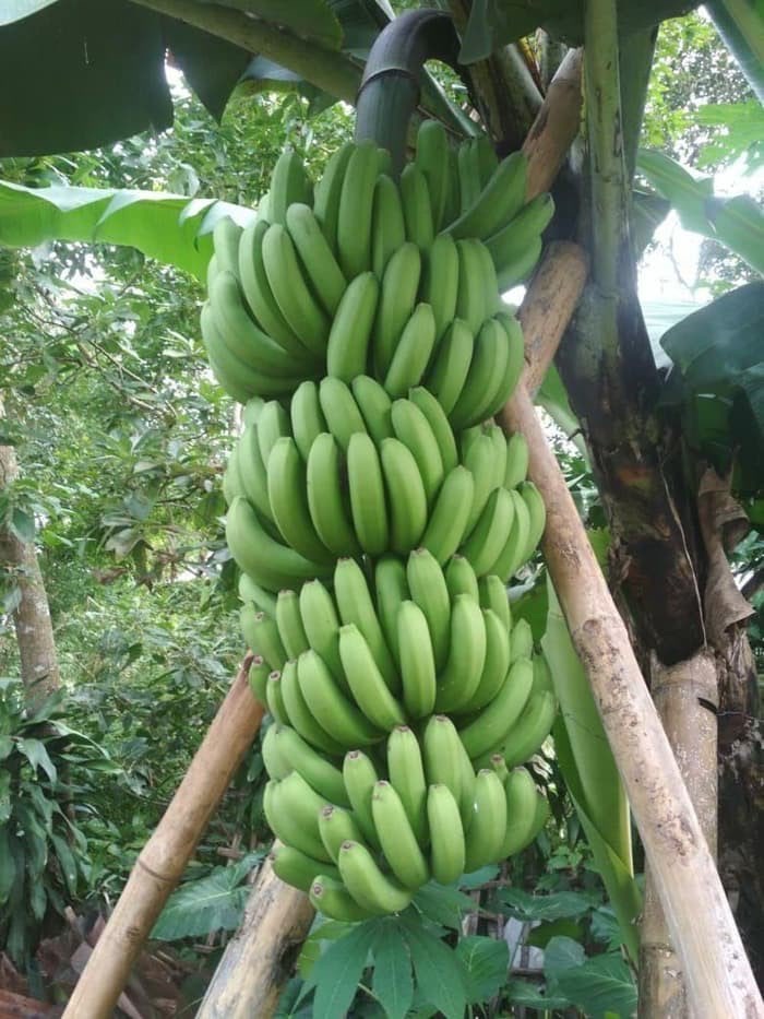 Bibit Pisang Unggul - Bibit Pisang Hibrida Cavendish Filipina