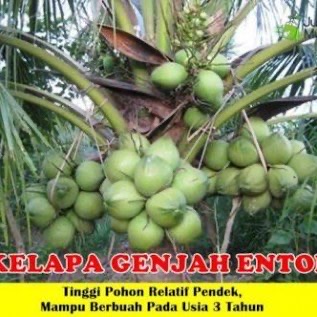 Kelapa Genjah Entok