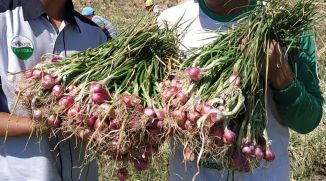Bawang merah