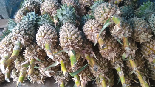 nanas madu. pisang kepok