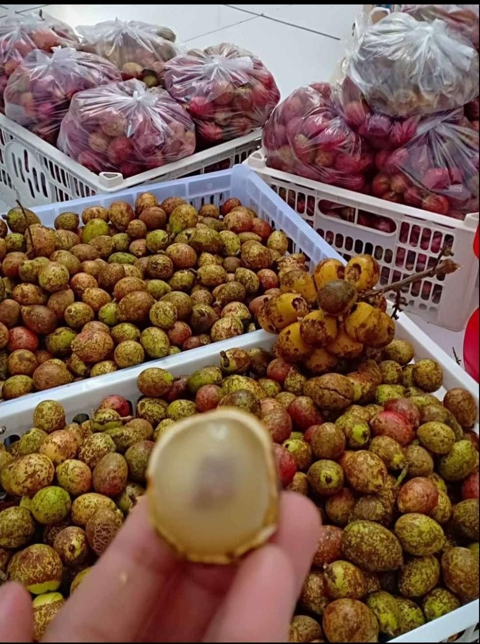 JUAL "BUAH MATOA" HARGA BERSAING