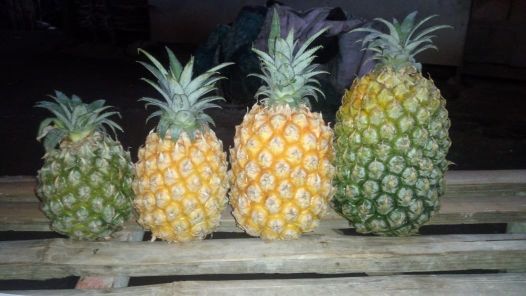 nanas madu gunung kelud