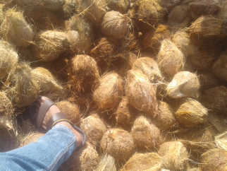 suplayer kelapa dan arang batok