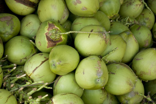 kelapa muda