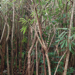 jual pohon tabebuya kuning 