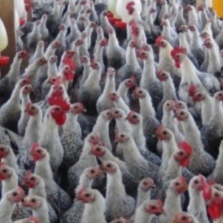 Jual Doc Ayam Arab
