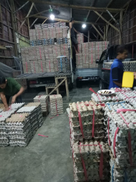 Jual Telur Bebek A/B merah