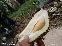 yang membutuhkan durian mukomuko