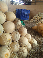 jual dan beli melon