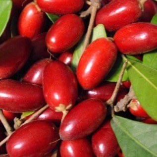 bibit miracle fruit hasil buah melimpah banyak manfaat