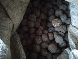 kemiri kulit