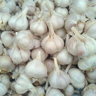 bawang putih kating murah