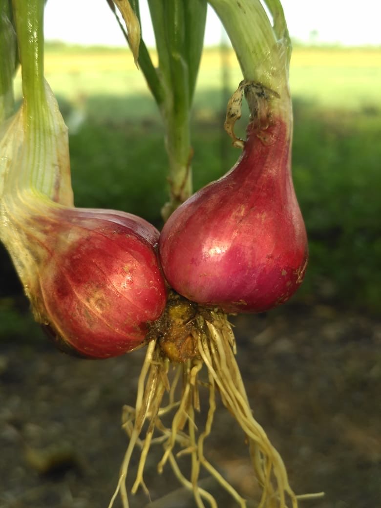 bawang merah