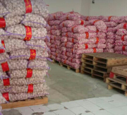 Bawang Putih Kating