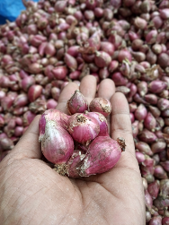 bawang merah brebes