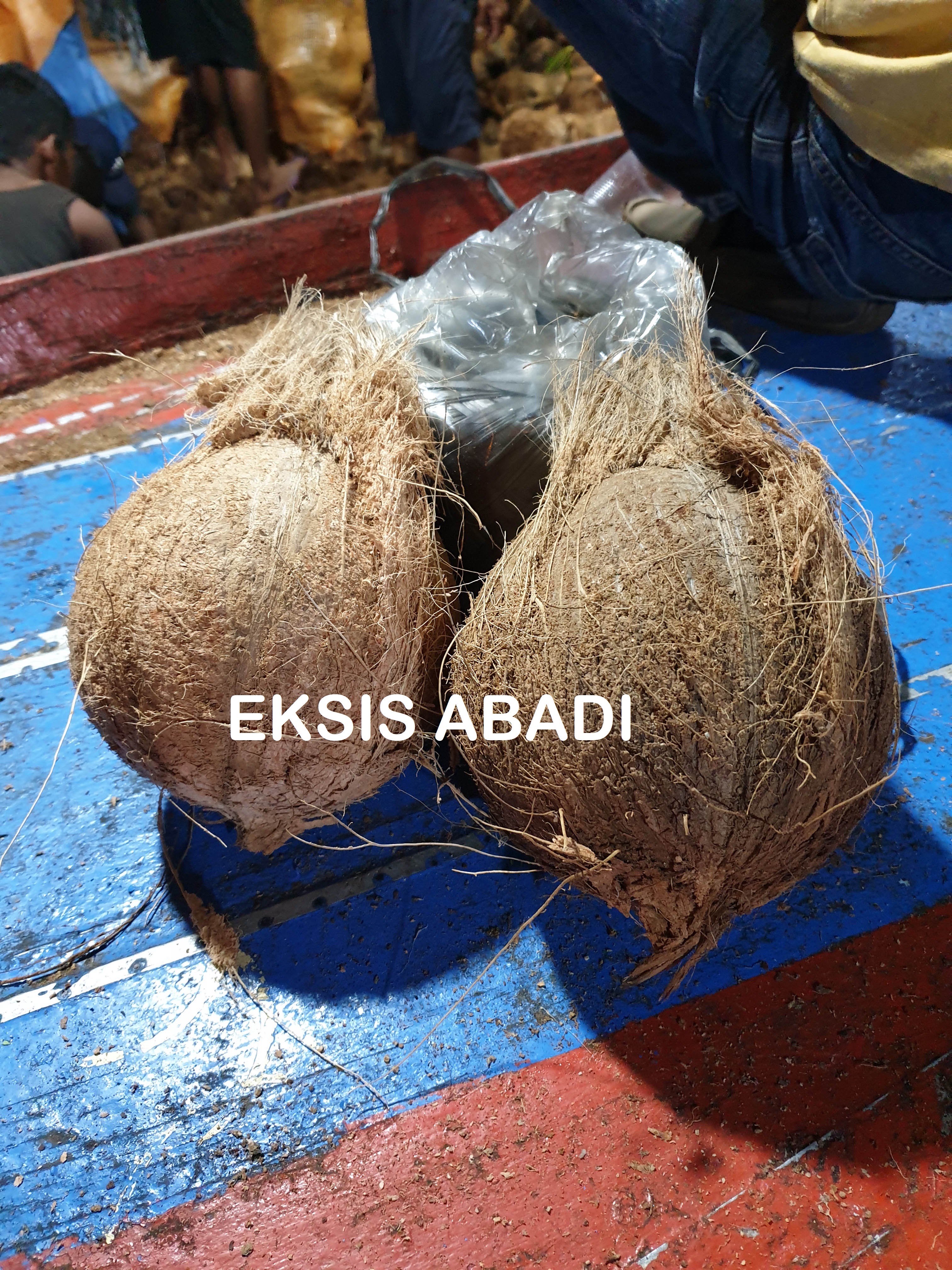 Jual Kelapa Tua Sumatera