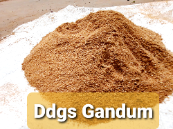 Ddgs Gandum