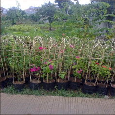 jual pohon palem putri dll.