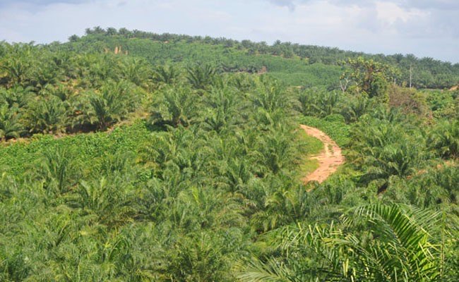 Lahan perkebunan Sawit 250 ha