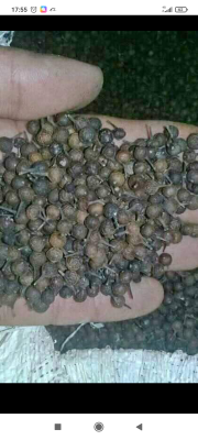 Kemukus super per hari ini