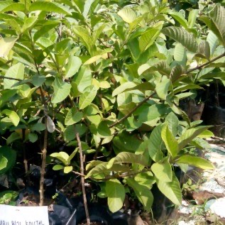 Jambu biji Kristal (seedless psidium guajava)
