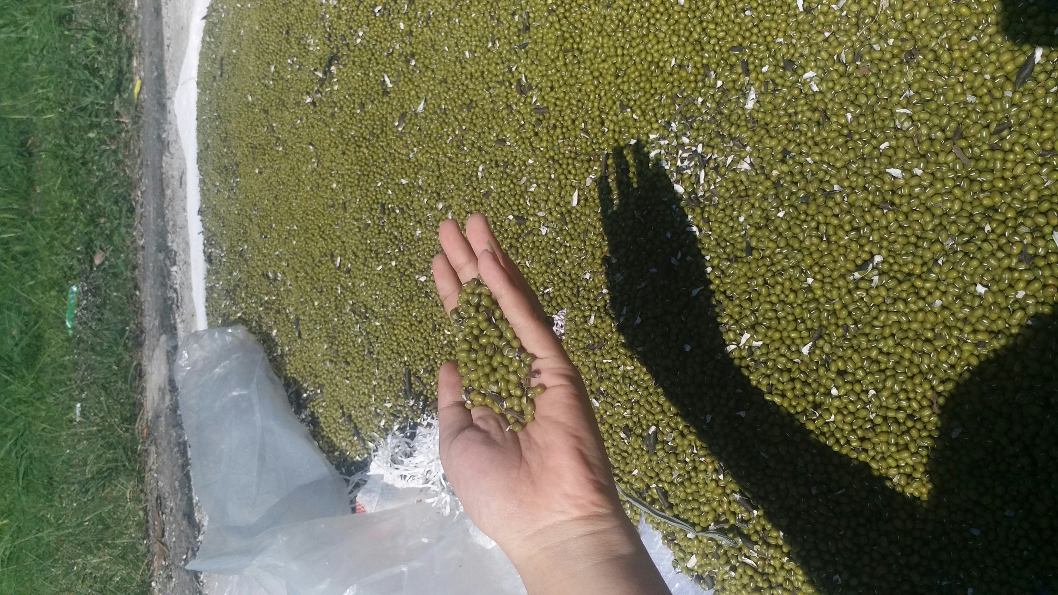 KACANG HIJAU
