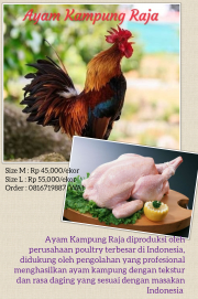 Ayam Kampung Raja