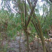 jual pohon jacaranda.dll