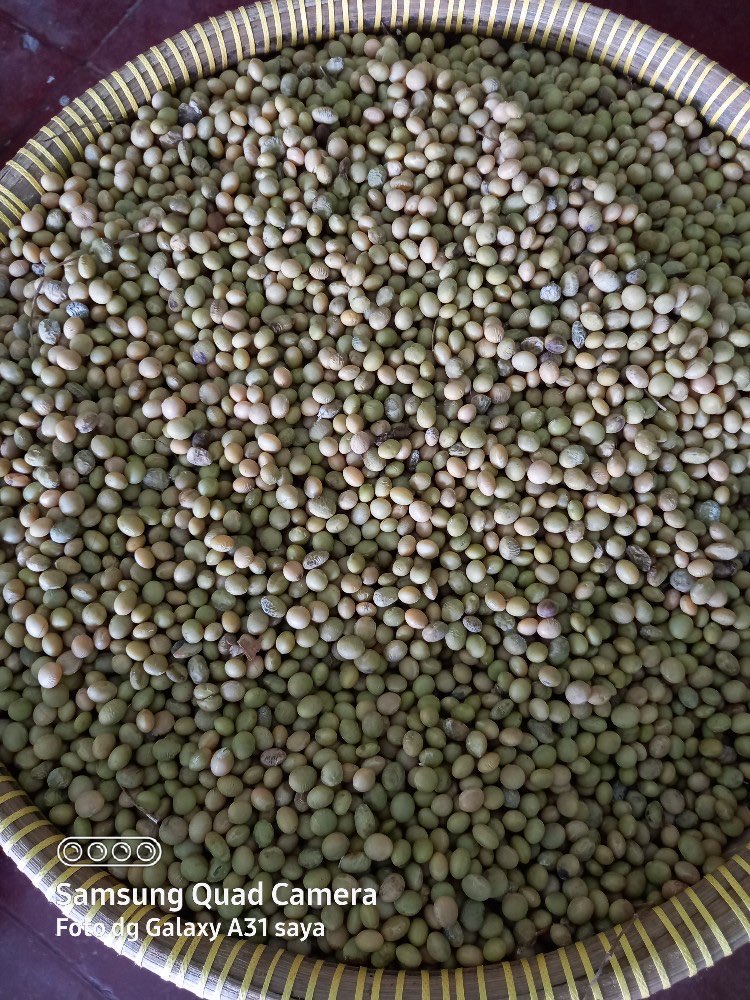 Benih edamame Ryoko jepang