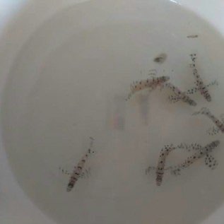 Bibit Kerapu Tikus