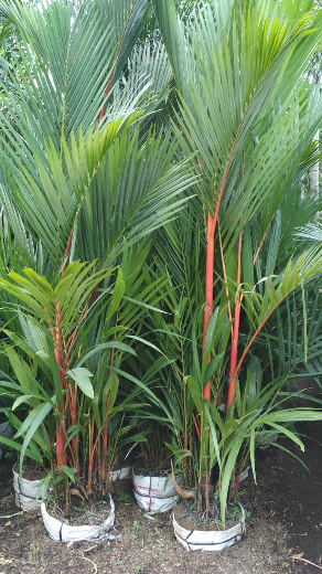 jual pohon palem merah