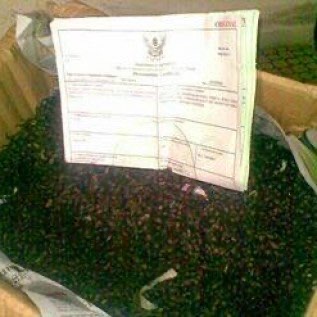 Jual Biji gaharu A. Subintegra dan Crassna Asli Thailand