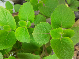 sayur penambah susu ibu