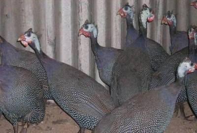 Dijual Ayam Mutiara Hitam dari Anakan sampai Indukan