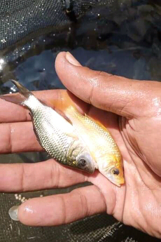 jual ikan mas ukuran 1 jari atau 2 jari